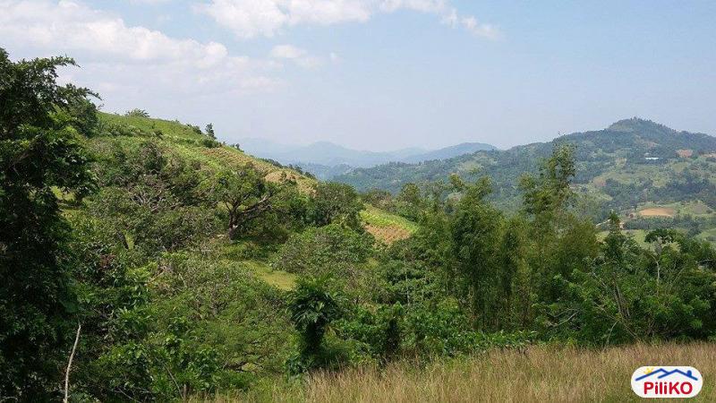 Agricultural Lot for sale in Cebu City - image 9