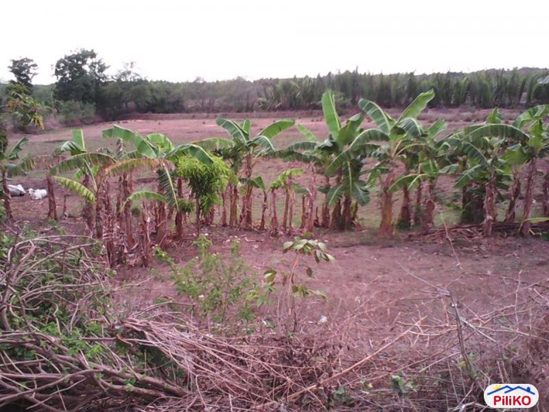 Pictures of Agricultural Lot for sale in Lian