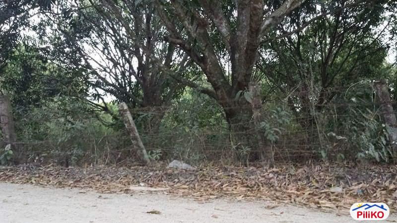 Agricultural Lot for sale in San Juan