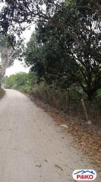 Agricultural Lot for sale in San Juan in Batangas