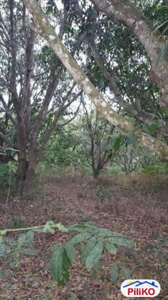 Agricultural Lot for sale in San Juan - image 5