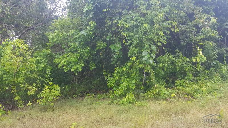 Residential Lot for sale in Maria in Philippines - image