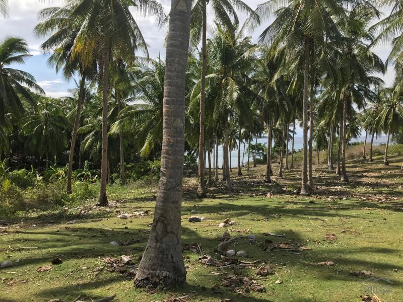 Residential Lot for sale in Maria - image 13