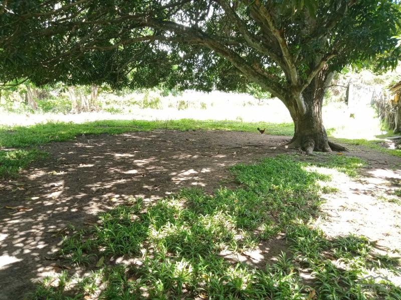 Residential Lot for sale in Dumaguete - image 19