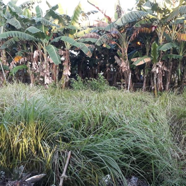 Picture of Resort Property for sale in Ubay in Bohol