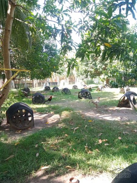 Residential Lot for sale in Amlan - image 21