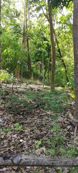 Commercial Lot for sale in Larena - image 15