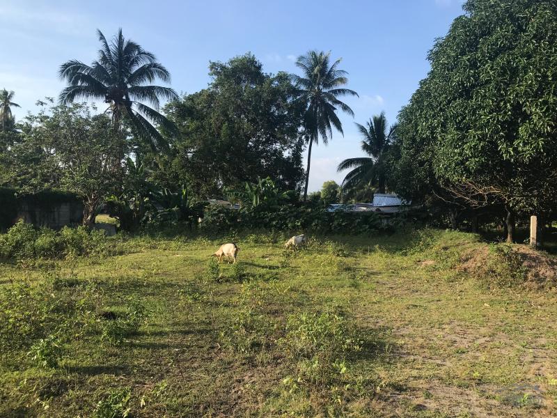Residential Lot for sale in Bacong - image 11