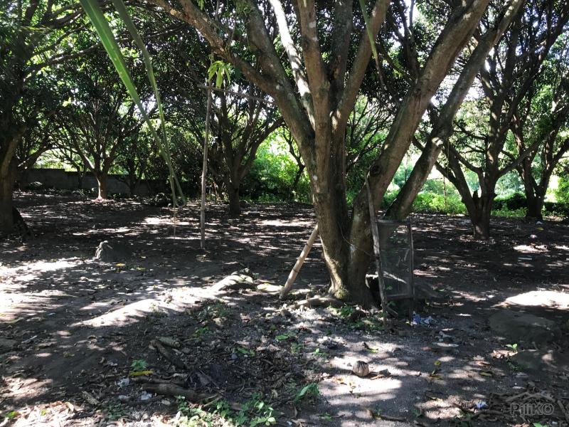 Residential Lot for sale in Dauin - image 10