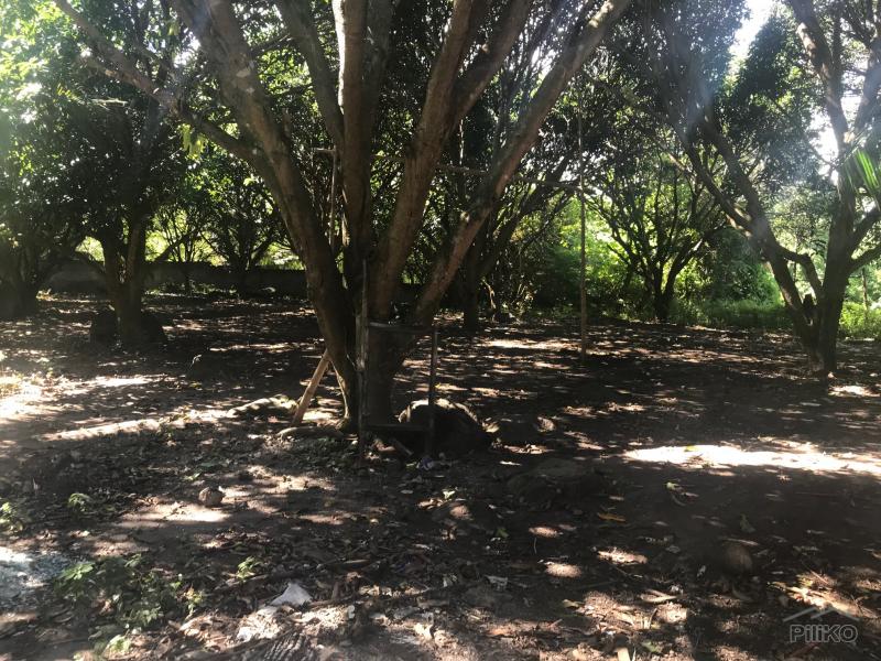 Picture of Residential Lot for sale in Dauin in Negros Oriental