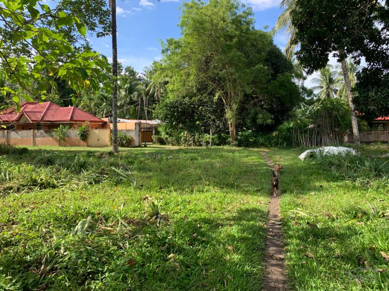 Residential Lot for sale in Dumaguete - image 16
