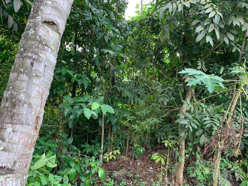 Commercial Lot for sale in Dumaguete
