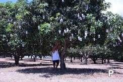 Land and Farm for sale in Amlan - image 12