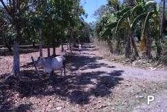 Land and Farm for sale in Amlan - image 14