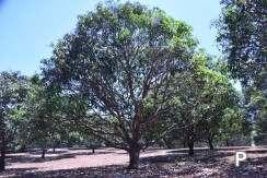 Land and Farm for sale in Amlan - image 15