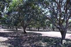 Land and Farm for sale in Amlan - image 16