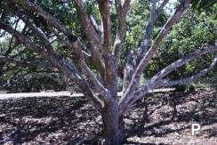 Land and Farm for sale in Amlan - image 17