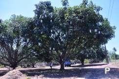 Land and Farm for sale in Amlan - image 18