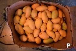 Land and Farm for sale in Amlan - image 19