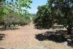 Land and Farm for sale in Amlan - image 3