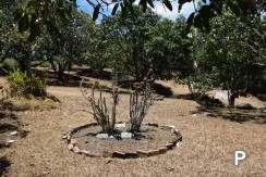 Land and Farm for sale in Amlan in Philippines