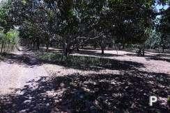 Picture of Land and Farm for sale in Amlan in Philippines