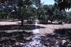 Land and Farm for sale in Amlan - image 7