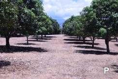 Land and Farm for sale in Amlan in Philippines - image