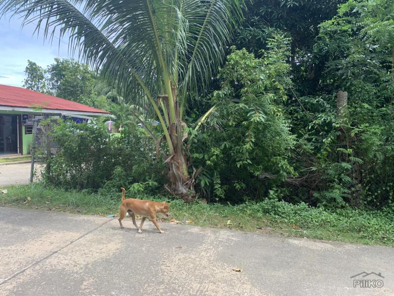 Residential Lot for sale in Lazi - image 10