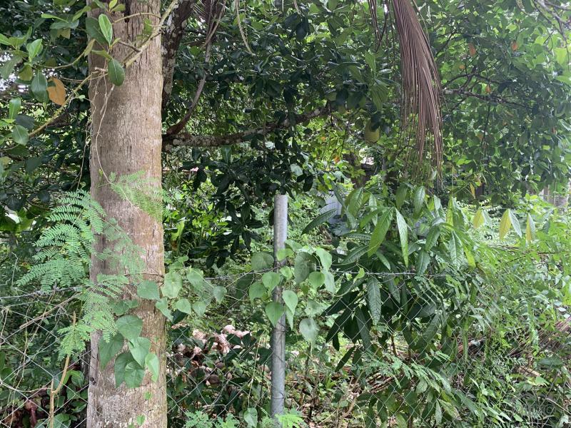 Residential Lot for sale in Lazi - image 4