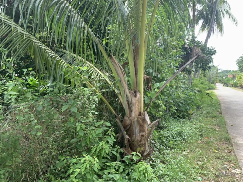 Residential Lot for sale in Lazi - image 7