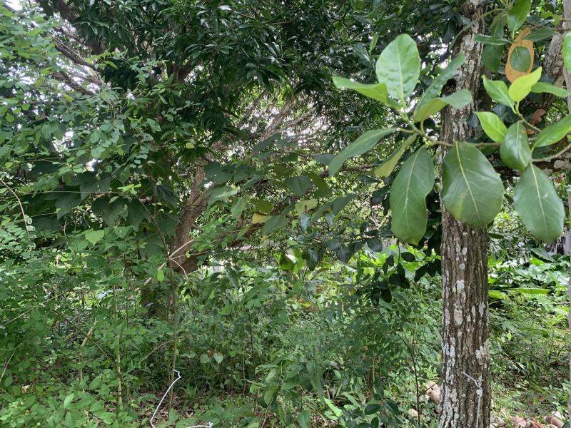 Residential Lot for sale in Lazi - image 9