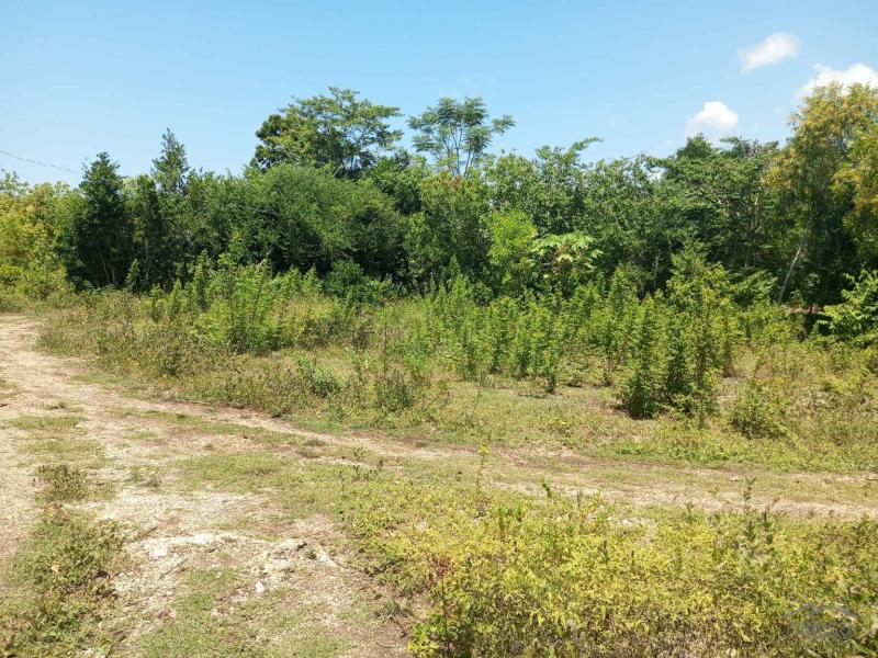 Residential Lot for sale in Maria - image 2