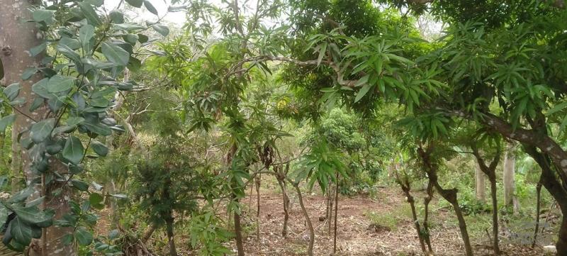 Residential Lot for sale in Lazi - image 3