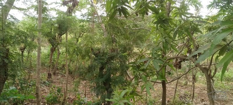Picture of Residential Lot for sale in Lazi in Siquijor