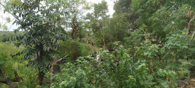 Residential Lot for sale in Lazi - image 7