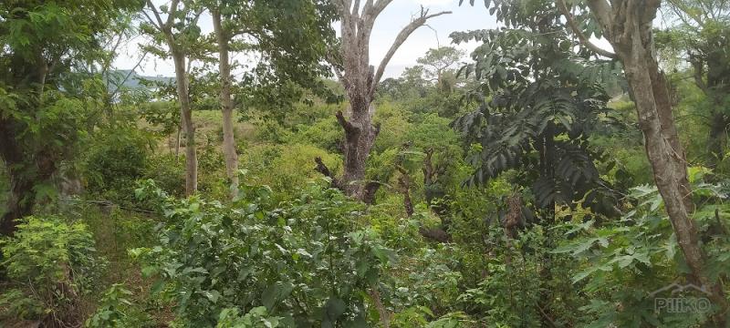 Residential Lot for sale in Lazi - image 9