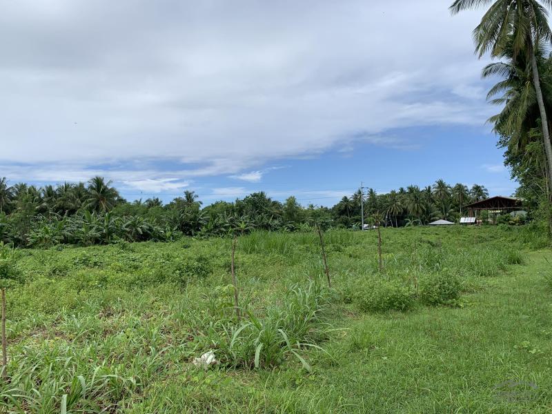 Warehouse for sale in Dauin - image 13