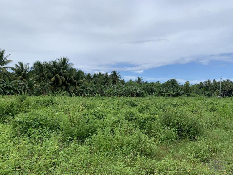 Warehouse for sale in Dauin in Negros Oriental