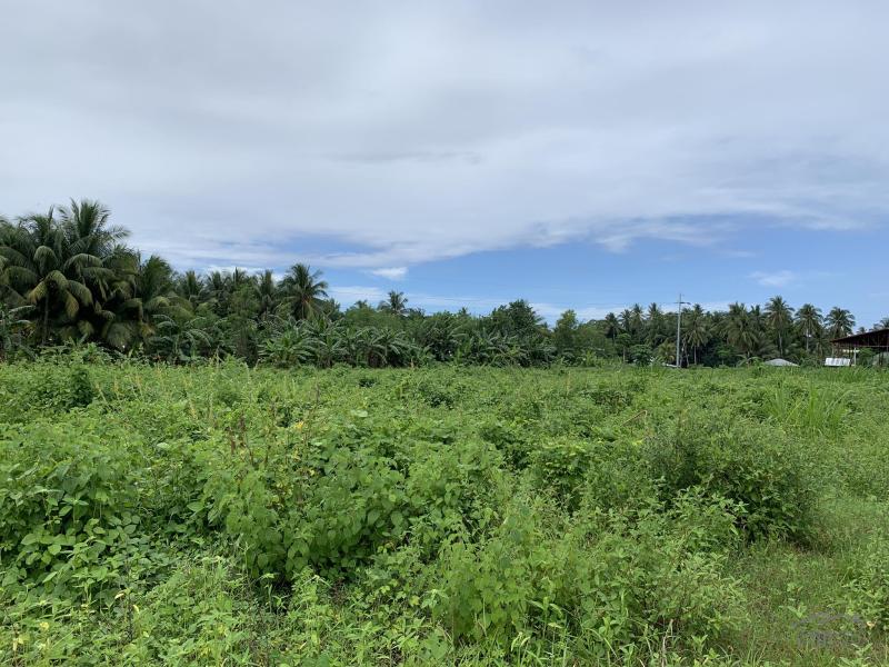 Warehouse for sale in Dauin in Negros Oriental - image
