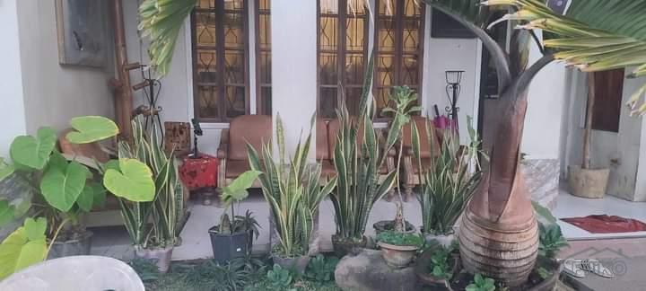 5 bedroom House and Lot for sale in Dumaguete - image 12