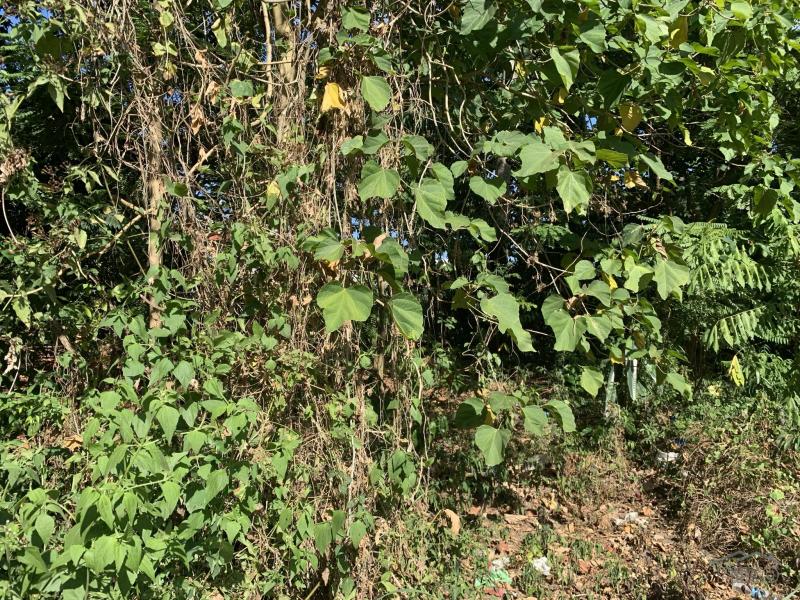 Residential Lot for sale in Dumaguete - image 11