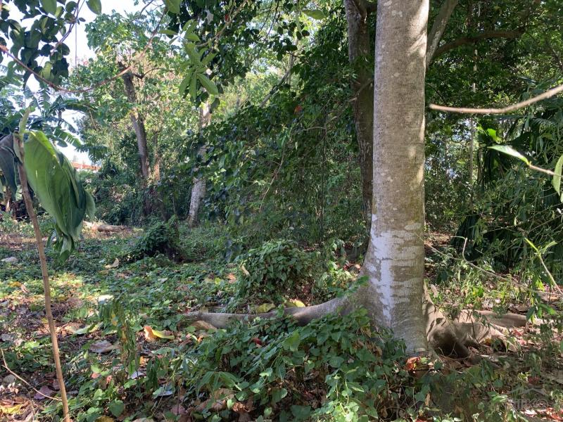 Residential Lot for sale in Dumaguete - image 9
