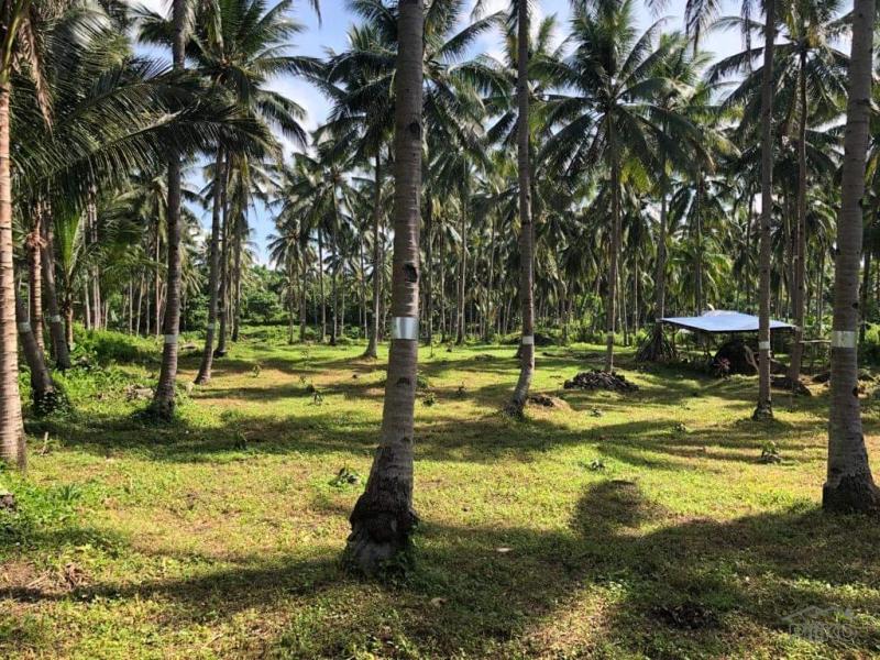 Pictures of Land and Farm for sale in Bacong