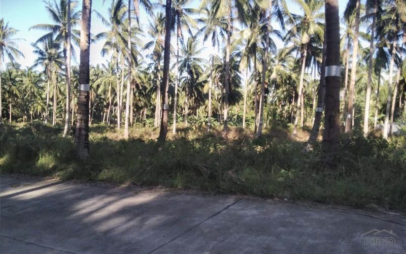 Land and Farm for sale in Bacong