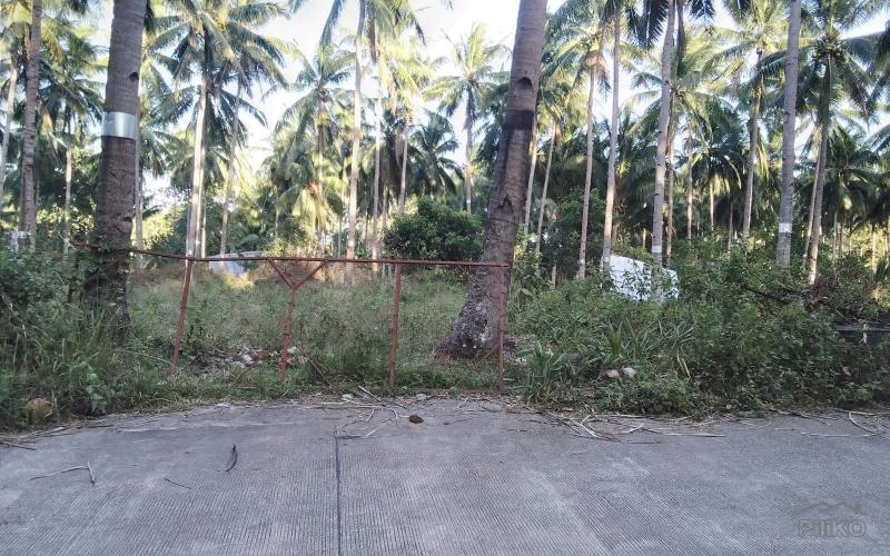 Land and Farm for sale in Bacong - image 3