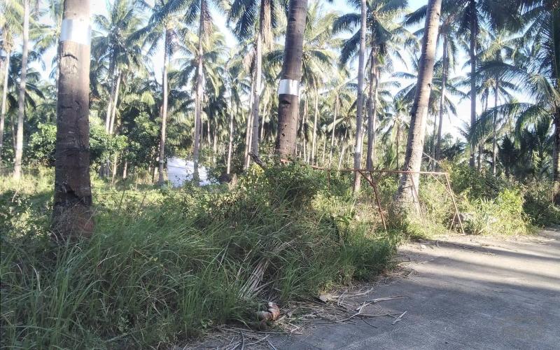 Land and Farm for sale in Bacong in Philippines