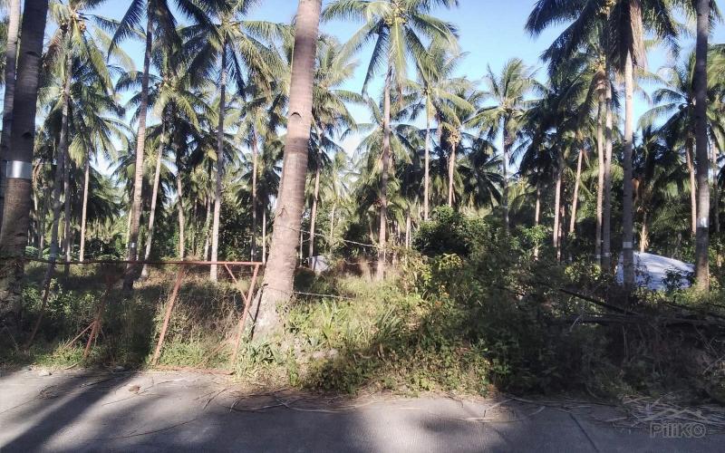 Land and Farm for sale in Bacong - image 5