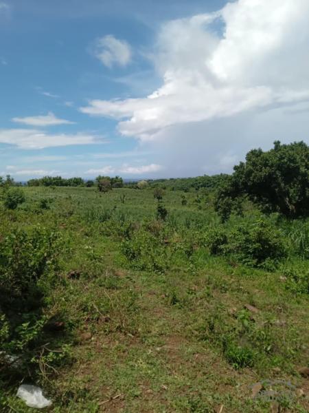 Residential Lot for sale in Zamboanguita in Negros Oriental