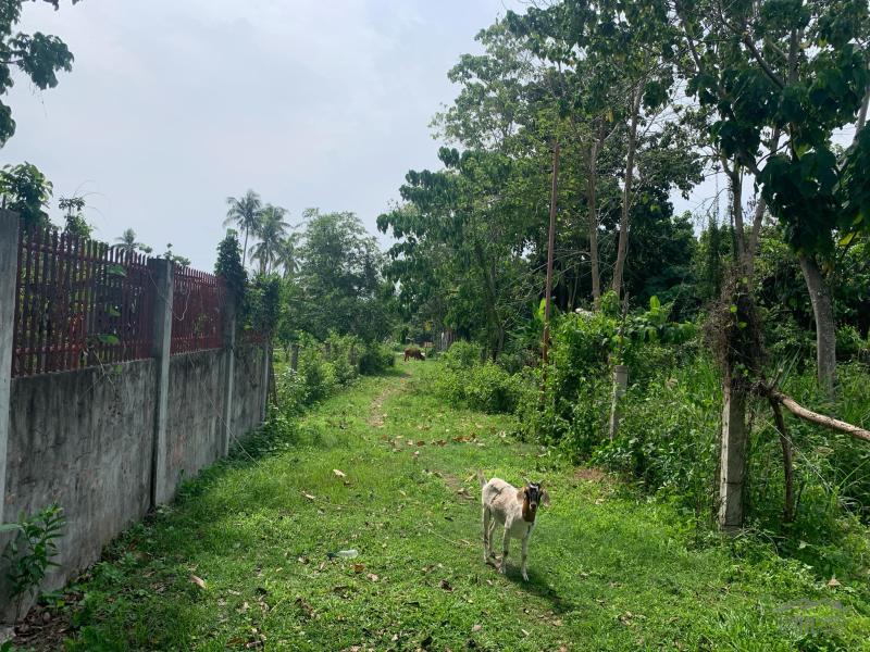Residential Lot for sale in Dumaguete - image 15